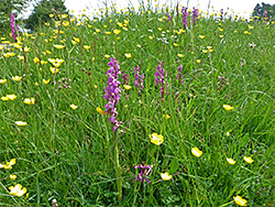 Orchids and butetrcups