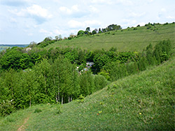 Trees and grassland