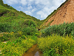 Salcombe Mouth