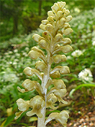 Bird's-nest orchid