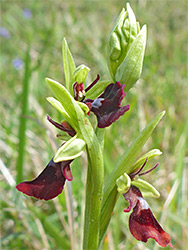 Buds and flowers