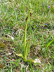 Fly orchid in situ