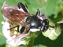 Crimson-belted hoverfly