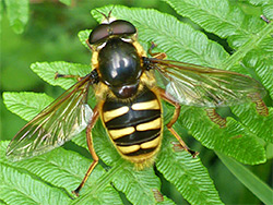 Yellow-barred peat hover fly