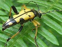 Spotted longhorn beetle