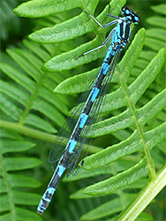 Variable damselfly