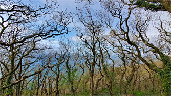 Twisted branches