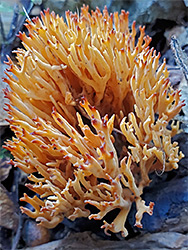 Coral fungus