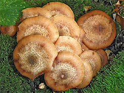 Dark honey fungus