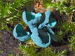 Green elfcup