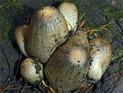 Common inkcap