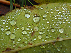 Water on a leaf