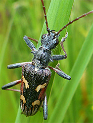 Two-banded longhorn beetle