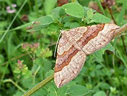 Shaded broad-bar