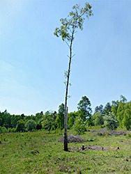 Lone tree