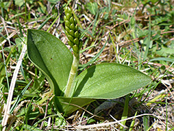 Common twayblade