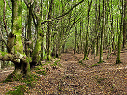 Woodland track