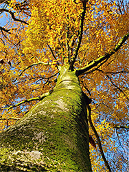 Mossy beech trunk