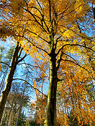 Beech in autumn