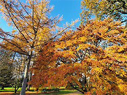 Colourful larch leaves