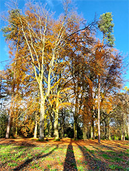 Trees and shadows