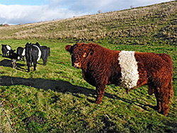 Belted galloway