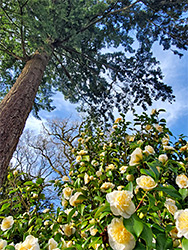 Camellia and conifer