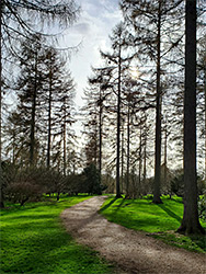 Shadows on the path