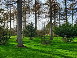 Grass and conifers