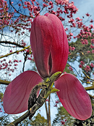 Lily magnolia