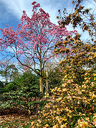 Yellow and pink blossom