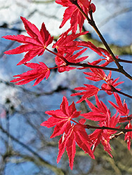 Red maple leaves