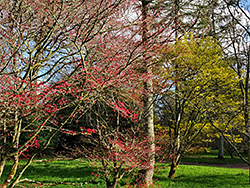 Red and yellow leaves