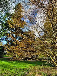 Yellow leaves