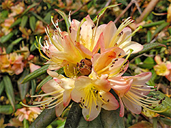 Pinkish-yellow rhododendron