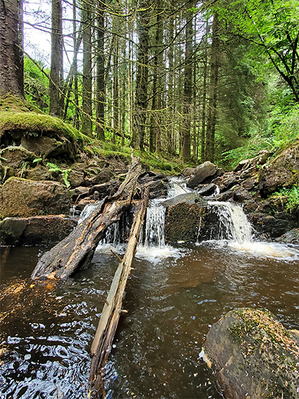 Logs in a pool