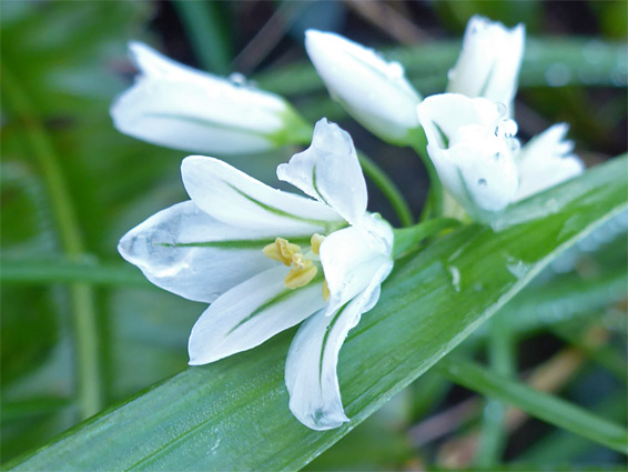 White flowers