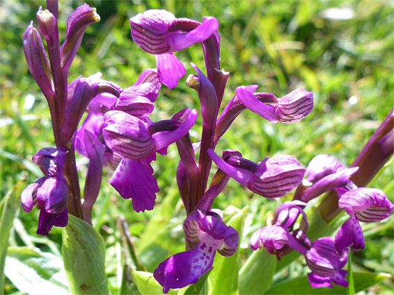 Three flower stems