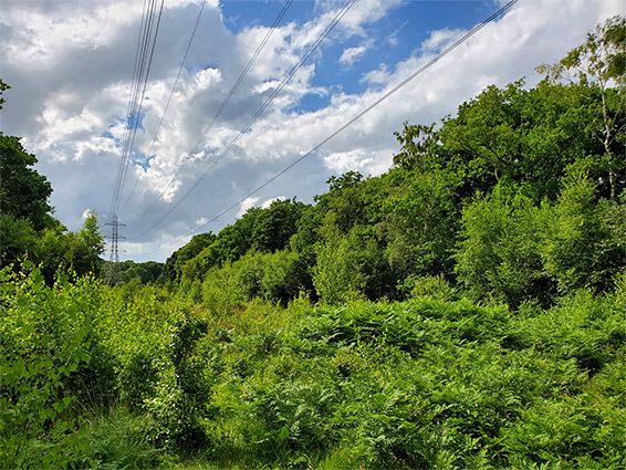 Pylons across Bartley Heath, alongside Holt Lane