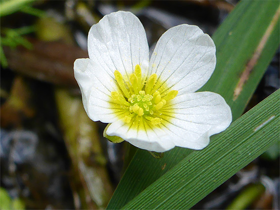 Water crowfoot