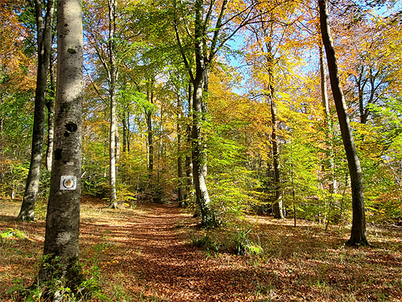 Track through beech woodland