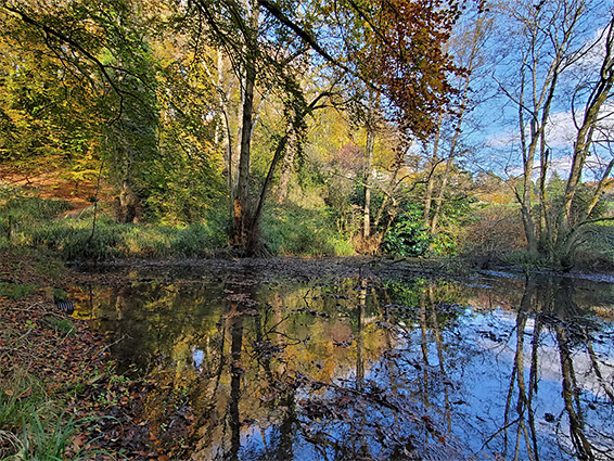 Reflections on a pond