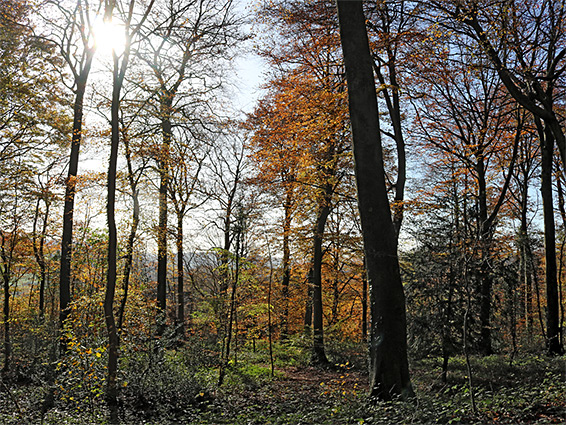 Autumnal sunshine on the beech woods