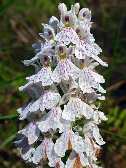 Heath-spotted orchid