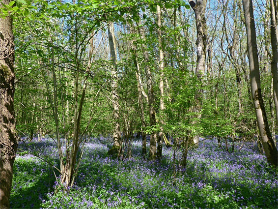 Lower Woods Nature Reserve, Gloucestershire