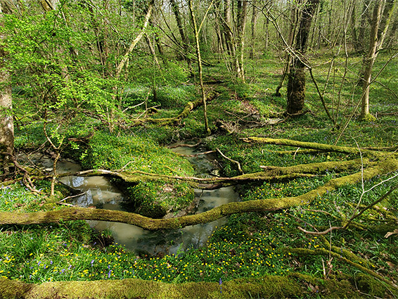 Curvy stream