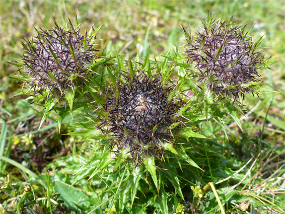 Spiny flowerheads