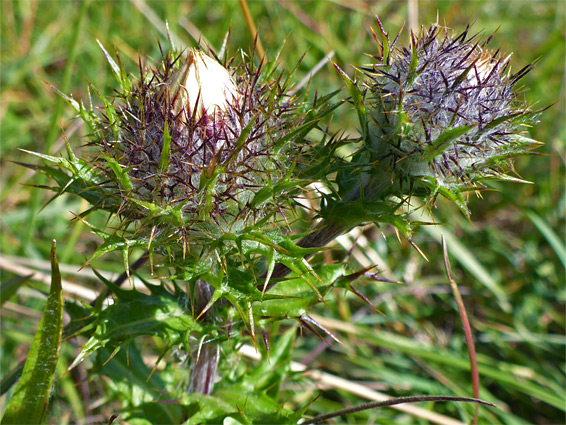 Two flowerheads