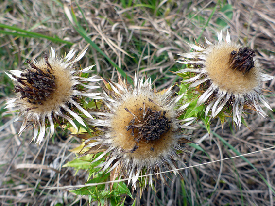 Withering flowerheads