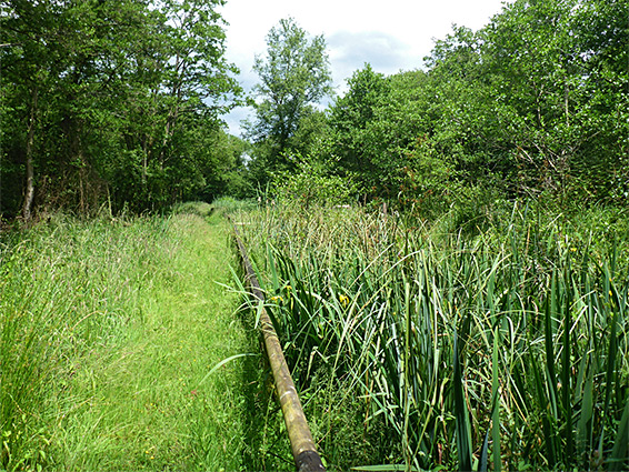 Grassy path